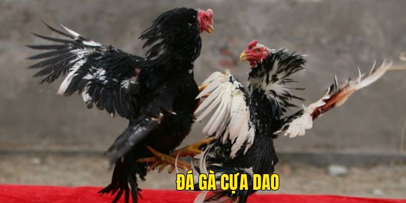 Loại hình cựa sắt được nhiều người yêu thích